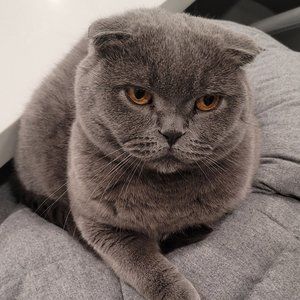 Meet your Posher, Dan